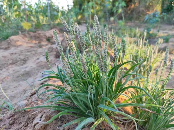 Beautiful View Isabgol Ispaghula Psyllium Seed Indian Plantago Plant Growing — Stock Photo, Image