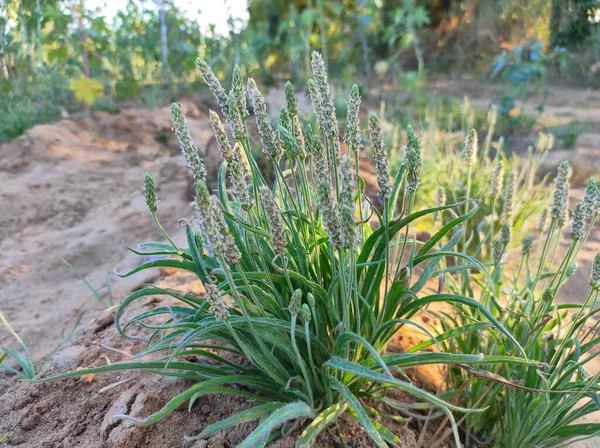 Beautiful View Isabgol Ispaghula Psyllium Seed Indian Plantago Plant Growing — Stock Photo, Image