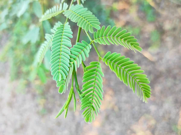 Selektiver Fokus Jungali Kikar Vilayati Babul Tree Fotos Hintergrund Blau — Stockfoto