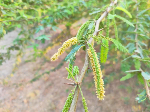 Selektiver Fokus Jungali Kikar Vilayati Babul Tree Fotos Hintergrund Blau — Stockfoto