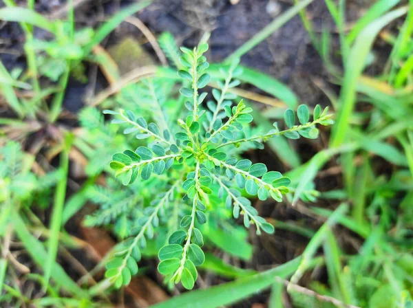 Bhumi Amla Bhui Amla Phyllanthus Niruri Αυτό Είναι Φάρμακο Τροφίμων — Φωτογραφία Αρχείου