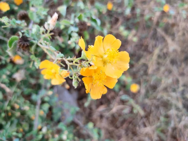 Close Shot Van Atibala Ayurvedische Geneeskunde Gebruik Foto Selectieve Focus — Stockfoto