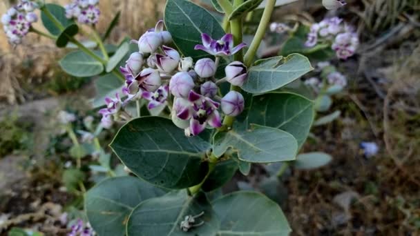 Safed Aak Arsh Madar Flores Plantas Enfoque Selectivo Tema Antecedentes — Vídeos de Stock