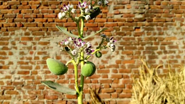 Safed Aak Arsh Madar Flores Plantas Enfoque Selectivo Tema Antecedentes — Vídeos de Stock