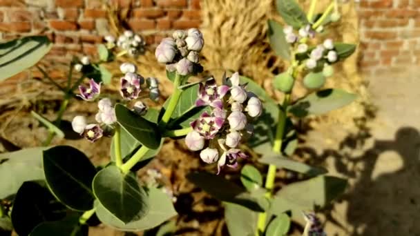 Safed Aak Arsh Madar Plantenbloemen Selectieve Focus Onderwerp Achtergrond Blauw — Stockvideo