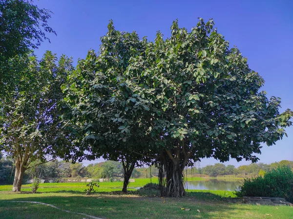 インド共通の名前 バンヤンツリー Vat Bad Vruksh Bargad Tree Vad Zad Ficus — ストック写真