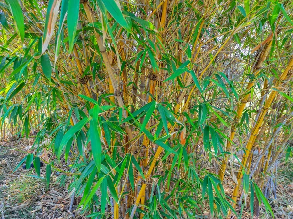 Common Name Bamboo Bans Vas Bambusa Vulgaris — стокове фото