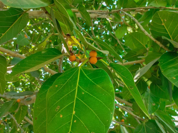 Indiano Nome Comum Banyan Tree Vat Bad Vruksh Bargad Tree — Fotografia de Stock