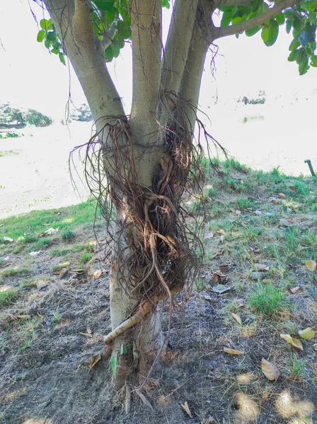 Indiano Nome Comum Banyan Tree Vat Bad Vruksh Bargad Tree — Fotografia de Stock