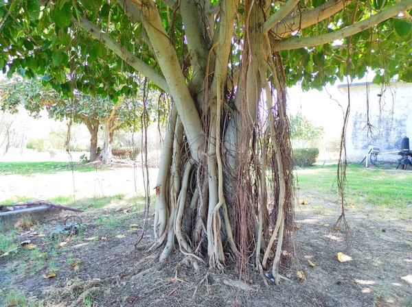 インド共通の名前 バンヤンツリー Vat Bad Vruksh Bargad Tree Vad Zad Ficus — ストック写真