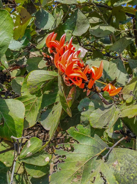 Nome Comune Butea Monosperma Palash Dhak Palah Flame Forest Bastard — Foto Stock