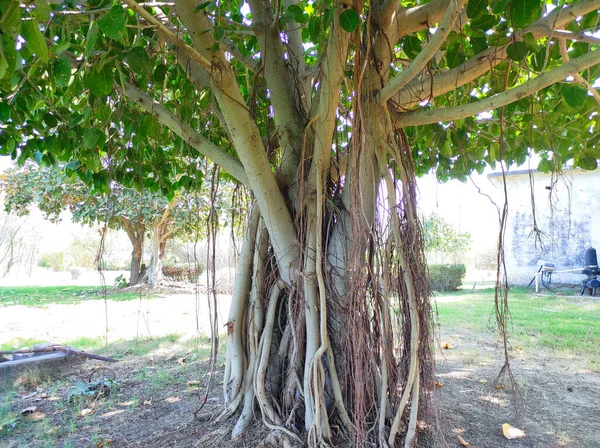 Indiano Nome Comum Banyan Tree Vat Bad Vruksh Bargad Tree — Fotografia de Stock