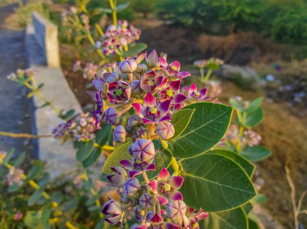 Nazwa Zwyczajowa Safeed Aak Korona Kwiat Calotropis Gigantea Arsh Mandar — Zdjęcie stockowe