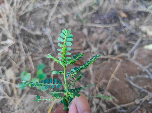 Svenskt Namn Bhui Amla Bhumi Amla Chamber Bitter Leafflower Stonebreaker — Stockfoto