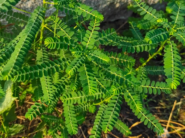 Närbild Skott Bhumi Amla Medical Plant Selektiv Inriktning Ämnet — Stockfoto