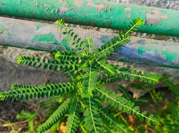 宝安拉药厂的一个闭锁镜头 选修科目 — 图库照片