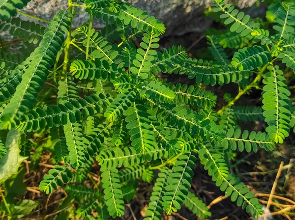 Närbild Skott Bhumi Amla Medical Plant Selektiv Inriktning Ämnet — Stockfoto