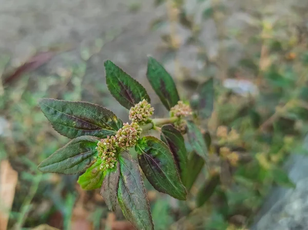 Затока Dudheli Plant Background Blue — стокове фото