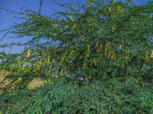 Nome Comum Algaroba Mesquite Juliflora Tree Prosopis Juliflora Jungli Kikar — Fotografia de Stock