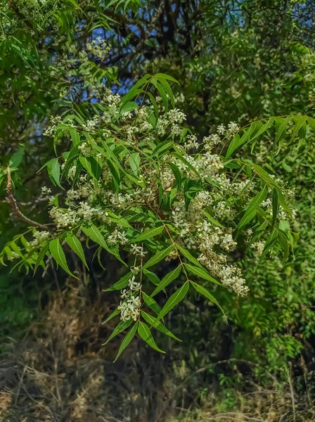 Common Name Neem Nim Azadirachta Indica Margosa Limba Limado Pakvakrita — Stock Photo, Image