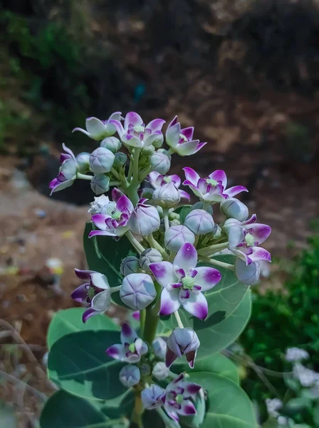 Common Name Safed Aak Crown Flower Calotropis Gigantea Arsh Mandar — 스톡 사진