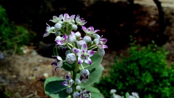 Nombre Común Safed Aak Crown Flower Calotropis Gigantea Arsh Mandar — Vídeo de stock