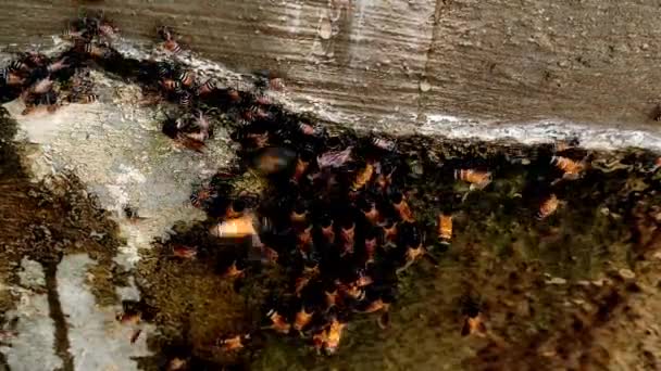 Schöne Aussicht Auf Bienen Bienen Bienenstock Bienenschwarm — Stockvideo