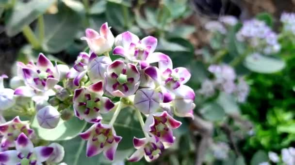 Gebruikelijke Naam Safed Aak Kroonbloem Calotropis Gigantea Arsh Mandar Madar — Stockvideo