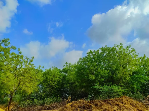 モンスーンの季節の雲と木の美しさの美しいショート — ストック写真
