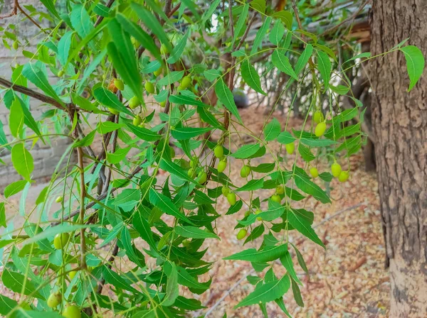 アーユルヴェーダ医学ニームの木の果物の写真 — ストック写真