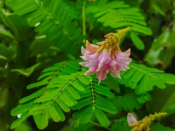 Beautiful Shot Ratti Gunja Gunchi Chirmati Abrus Precatorius Abrus Indian — Zdjęcie stockowe