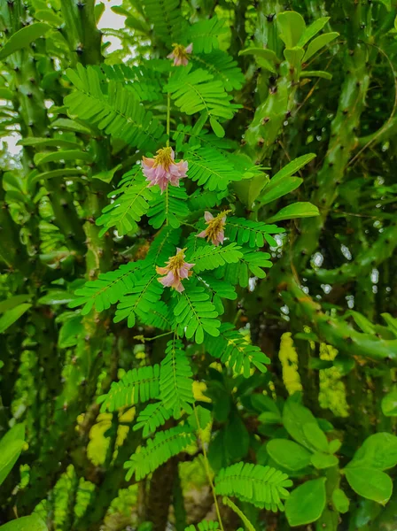 Beautiful Shot Ratti Gunja Gunchi Chirmati Abrus Precatorius Abrus Indian — Stockfoto