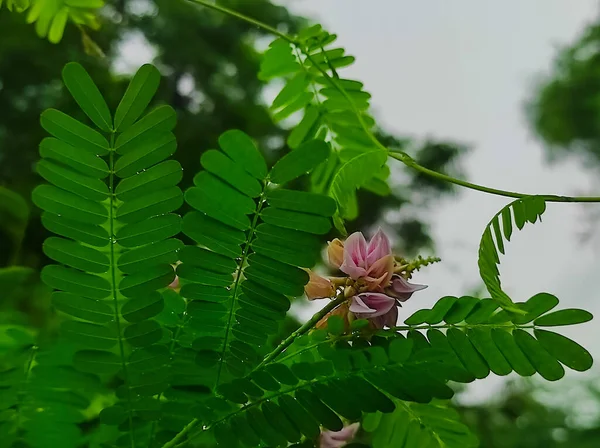 Beautiful Shot Ratti Gunja Gunchi Chirmati Abrus Precatorius Abrus Indian — ストック写真