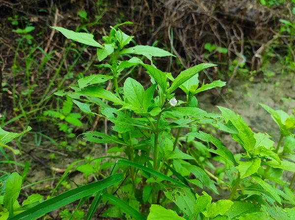 Closeup Shot Of False Daisy Trailing Eclipta Bhringaraj Kesharaj Eclipta Prostrata Ayurvedic Medicine Plants Flowers