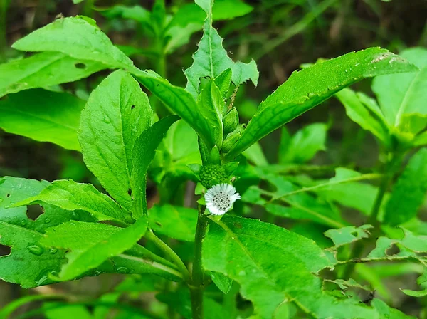 Closeup Shot False Daisy Trailing Eclipta Bhringaraj Kesharaj Eclipta Prostrata — Stockfoto