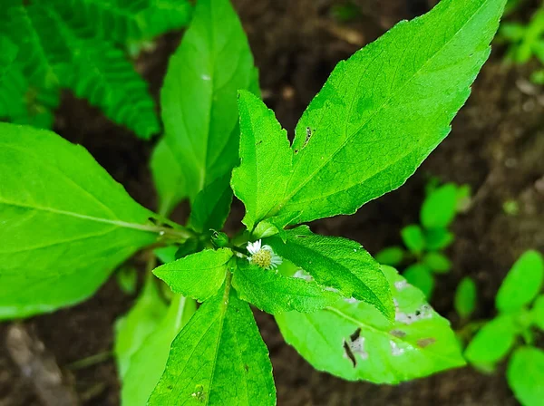 Closeup Shot Of False Daisy Trailing Eclipta Bhringaraj Kesharaj Eclipta Prostrata Ayurvedic Medicine Plants Flowers