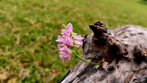 Rati Ratti Gunja Gunchi Chirmati Abrus Precatorius Abrus Indian Licorice — Stok video