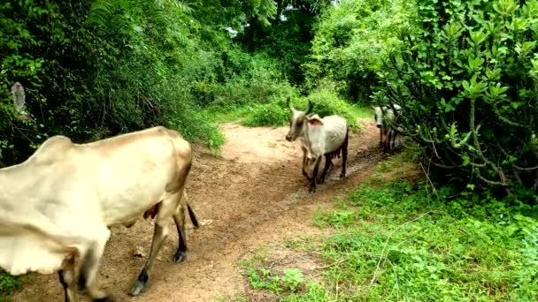 Closeup Shot Indian Village Cow Way Home Farm — Vídeos de Stock