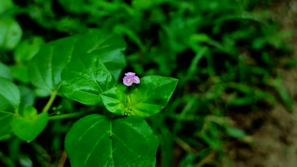 Κοντινό Πλάνο Του Punarnava Ayurvedic Ιατρική Φυτό Λουλούδι — Αρχείο Βίντεο