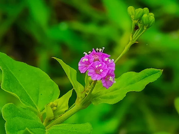 Punarnava Ayurvedic Medicine Plants Flowers —  Fotos de Stock