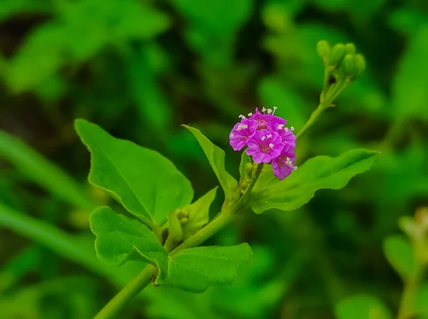 Punarnava Ayurvedic Medicine Plants Flowers — Fotografia de Stock