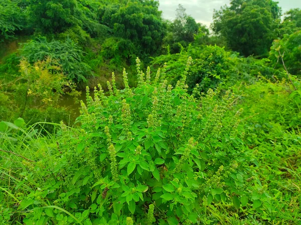 Lemon Basil Nimbu Tulsi Ocimum Gratissimum Hoary Thai Lao Seeds — Stockfoto