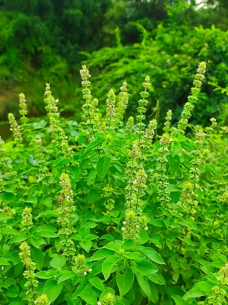 Лимонный Базилик Nimbu Tulsi Ocimum Gratissimum Hoary Thai Lao Seeds — стоковое фото