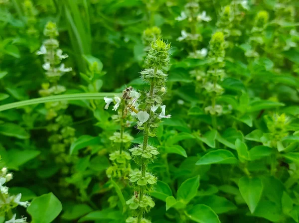 A Lemon Basil Holy Ocimum Gratissimum Hoary Thai Lemon Basil Lao Seeds Hybrid Between Sweet Basil american basil Nimbu Tulsi Ayurvedic Medicine Plant