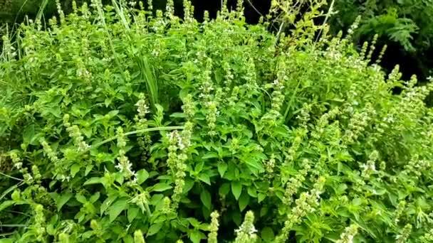 Lemon Basil Holy Ocimum Gratissimum Hoary Thai Lemon Basil Lao — Stock video