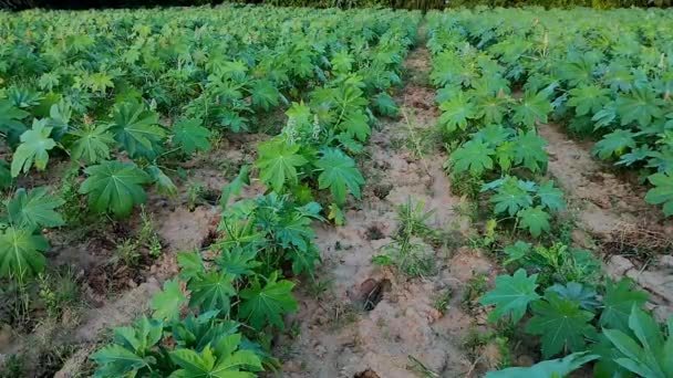 India Gujarat Ahemdabad Viramgam Zezra Village Castor Plant Growing Farm — Vídeos de Stock