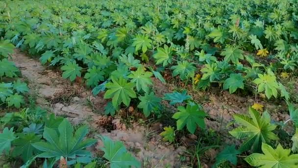 India Gujarat Ahemdabad Viramgam Zezra Village Castor Plant Growing Farm — Vídeos de Stock