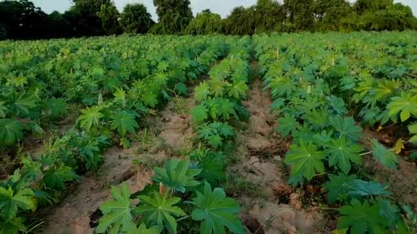 India Gujarat Ahemdabad Viramgam Zezra Village Castor Plant Growing Farm — Stockvideo