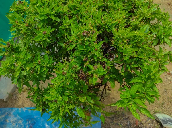 Maggiorana Marua Marwa Origanum Majorana Marva Medicina Ayurvedica Pianta — Foto Stock