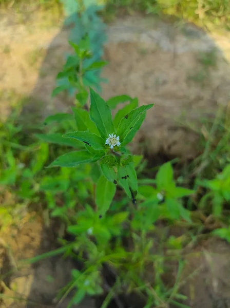 False Daisy Trailing Eclipta Bhringaraj Kesharaj Ayurvedic Medicine Flower Plant — Stock Photo, Image